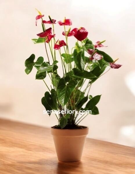 Anthurium: Eleganza Tropicale e Fiori a Cuore a Napoli