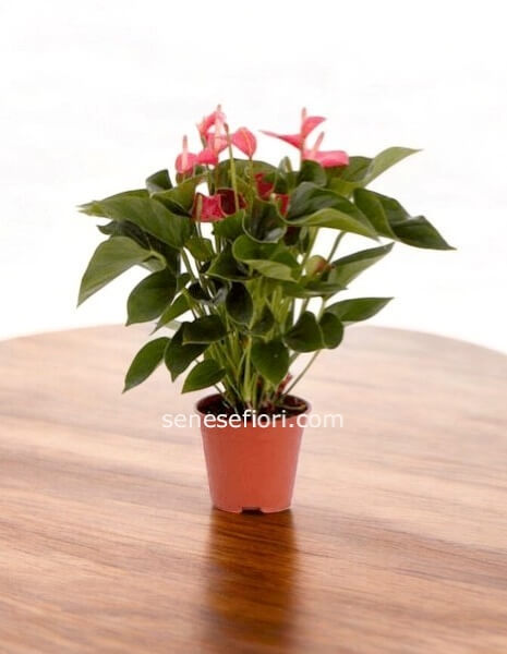 pianta anthourium rosa