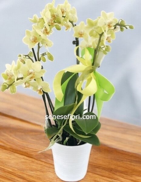 Coppia di Orchidee Phalaenopsis