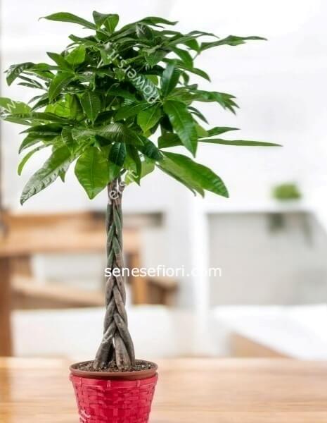 Pachira Aquatica: L'Albero della Fortuna a casa tua a Napoli