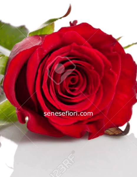 Rose Rosse Ecuador a Stelo Lungo – Il Massimo del Prestigio a Napoli