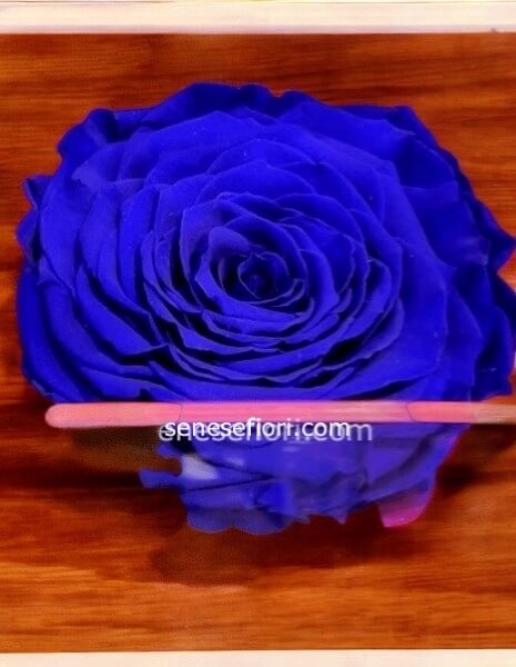 Rosa Stabilizzata Blu