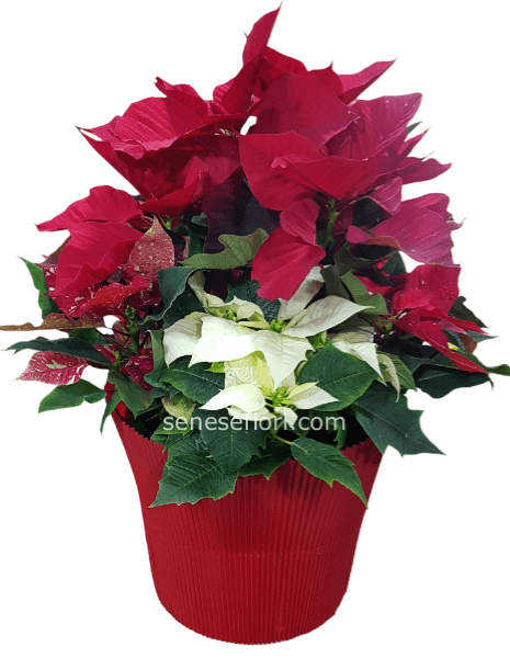 Pianta stella tricolor Premium