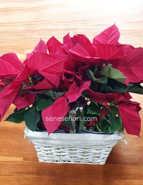 composizione di stelle natalizie in cesto