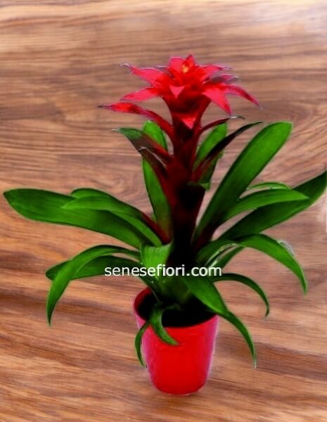Pianta Bromelia