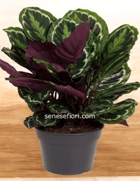 Pianta calathea Medaglione