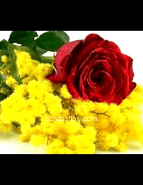 Bouquet Passione e Luce: Rose Rosse e Mimosa