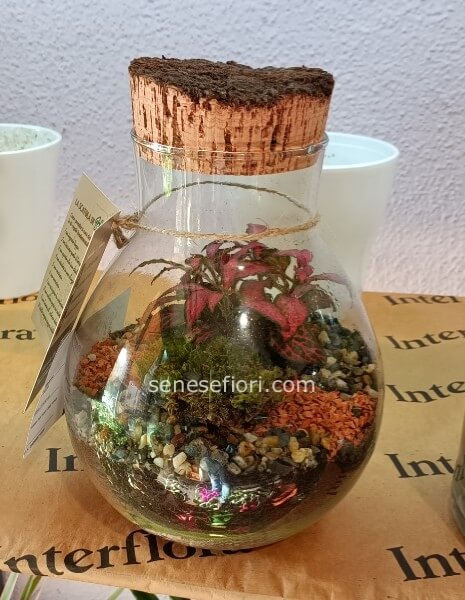 Terrarium Passione