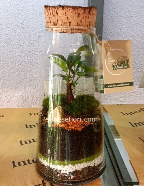 Terrarium Gioia