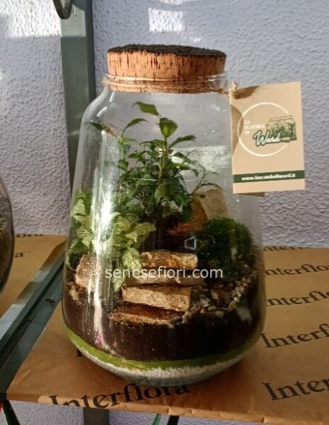 terrarium francoforte