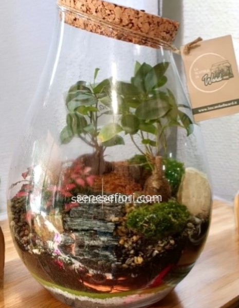 terrarium cambogia