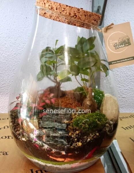 terrarium cambogia